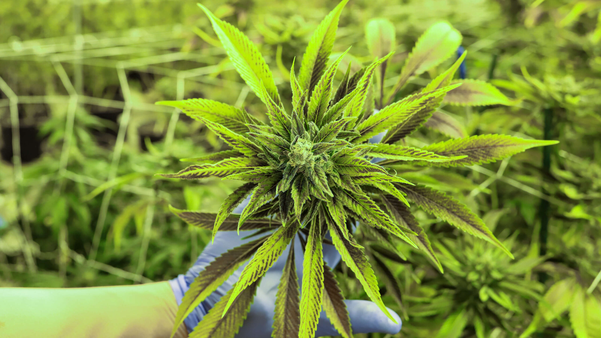 Industria del cannabis pide a Pierluisi que se coloque a la vanguardia en el tema de la marihuana