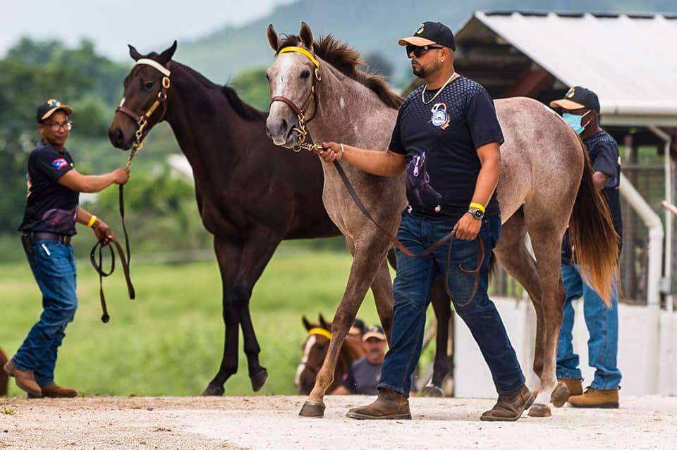 Invertir en caballos purasangre de carreras, una opción para generar dinero