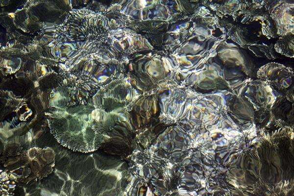 Estudio encuentra que el 70% de los arrecifes de coral en Florida está erosionándose