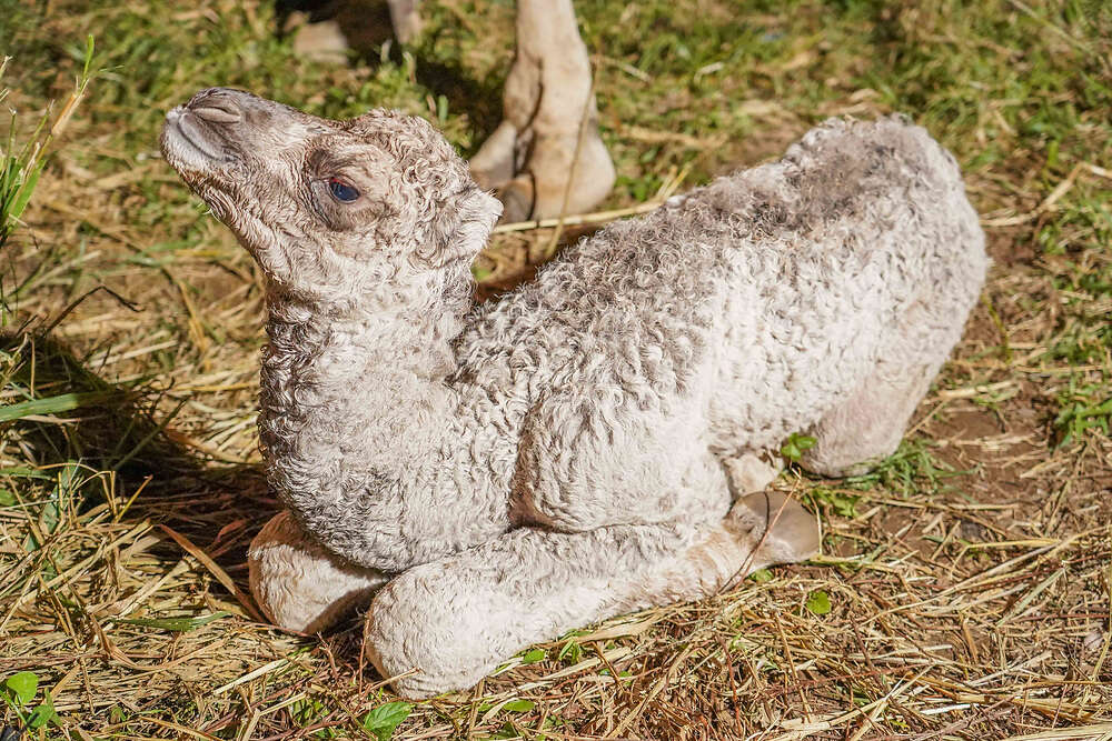 Nació un camello en Toa Baja