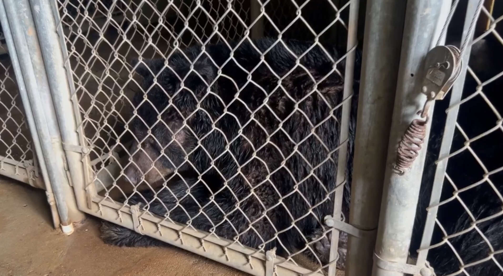 Murió Nina, la osa del Zoológico de Mayagüez