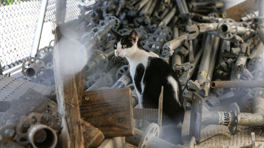 Bajo arresto individuo vinculado al hallazgo de gatos muertos en el hipódromo