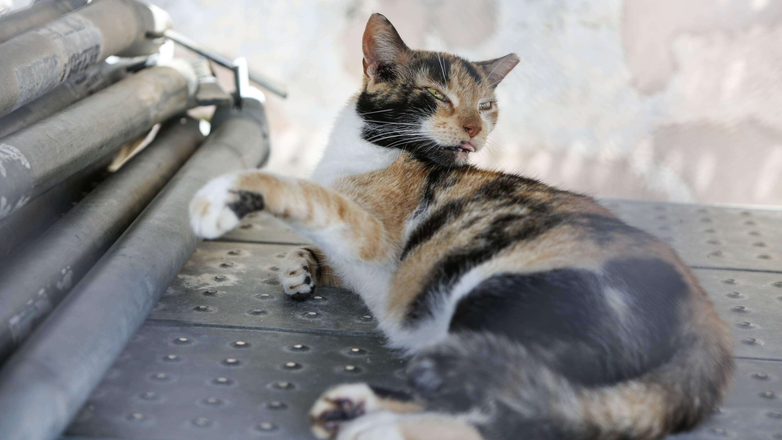 Encuentran 35 gatos muertos en cuadra del Hipódromo Camarero