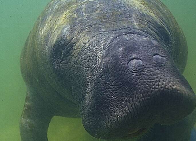 El DRNA le pone el ojo a la salud del manatí Moisés tras presentar una herida de hélice