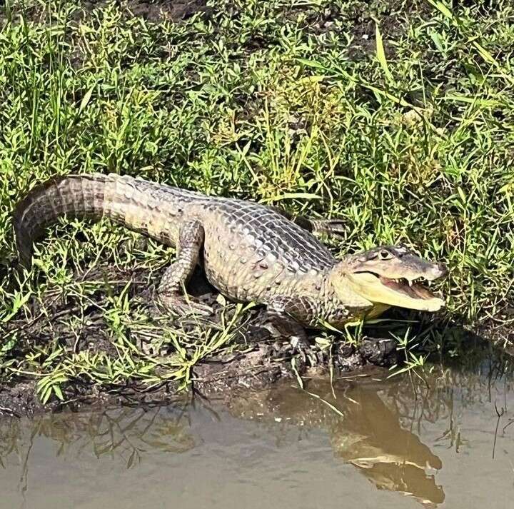 Vega Baja celebrará la primera edición del Festival del Caimán