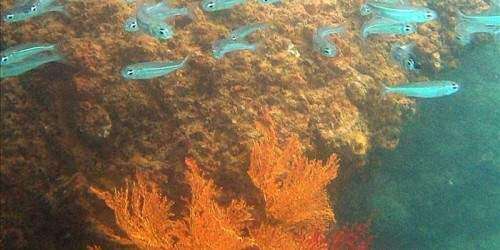 Pierluisi apuesta a proyecto de corales para que ciertas playas sean más seguras