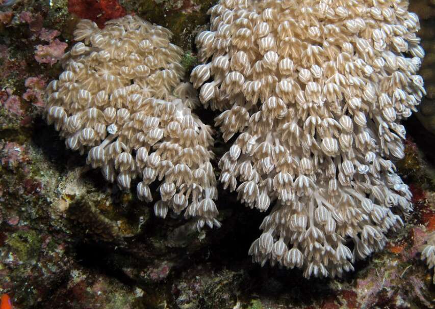 El DRNA declara emergencia en los ecosistemas marinos y arrecifes