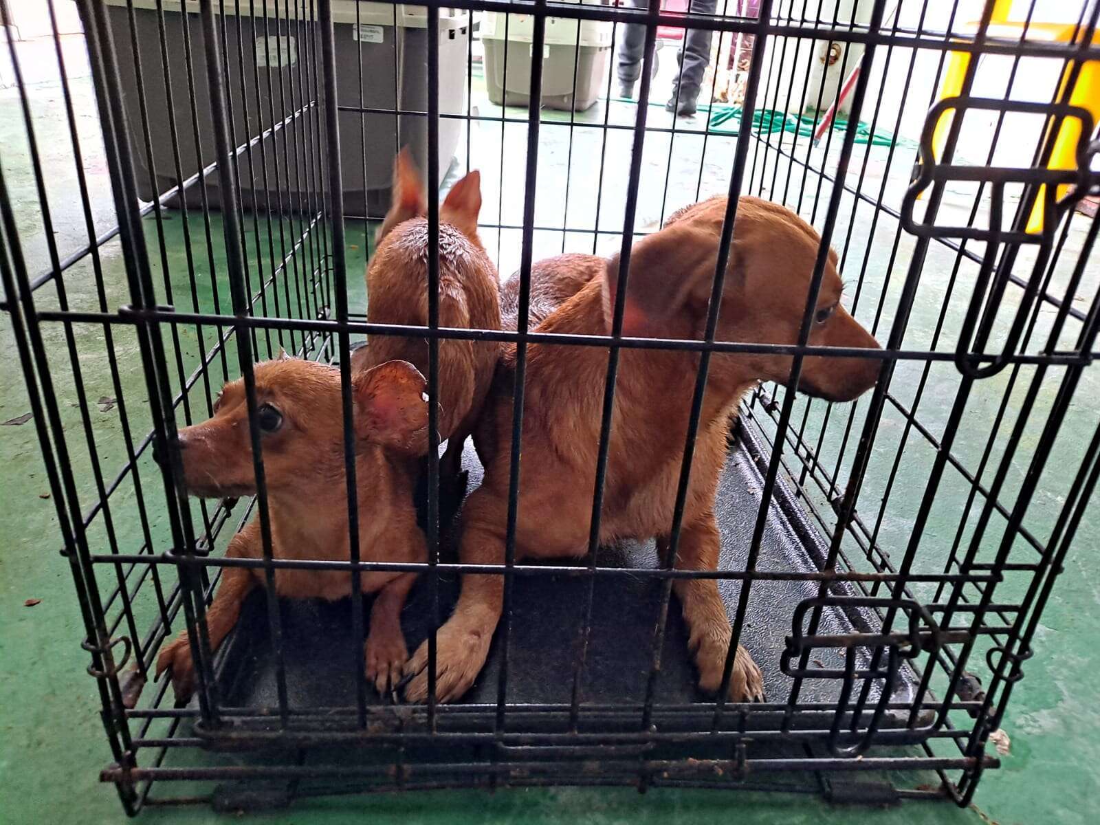 Golpe a criadores de animales se hizo sal y agua por controversia de anoche en la Legislatura