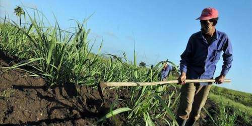Agricultura suma nuevos agricultores asegurados por la Corporación de Seguros Agrícolas