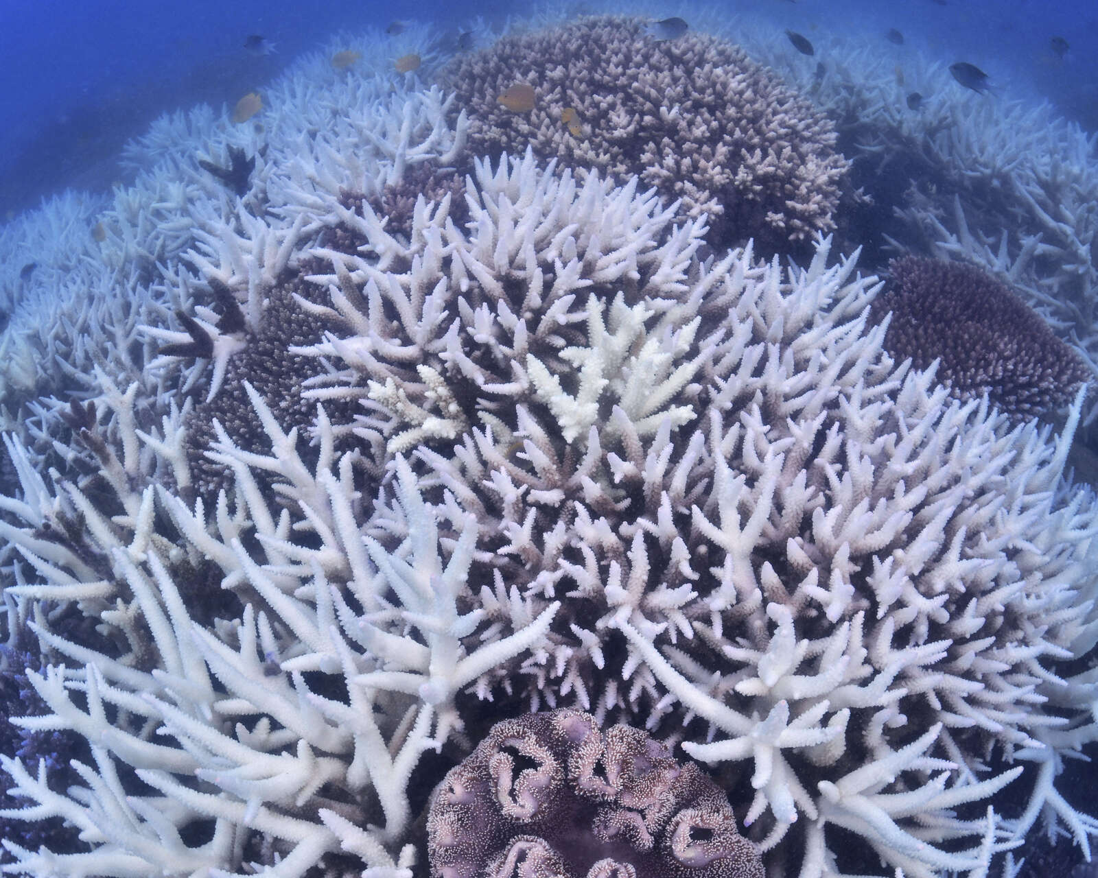 Australia asigna $129 millones para proteger la Gran Barrera de Coral