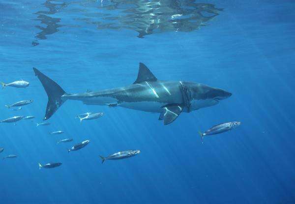 El tiburón blanco está desapareciendo en el Mediterráneo