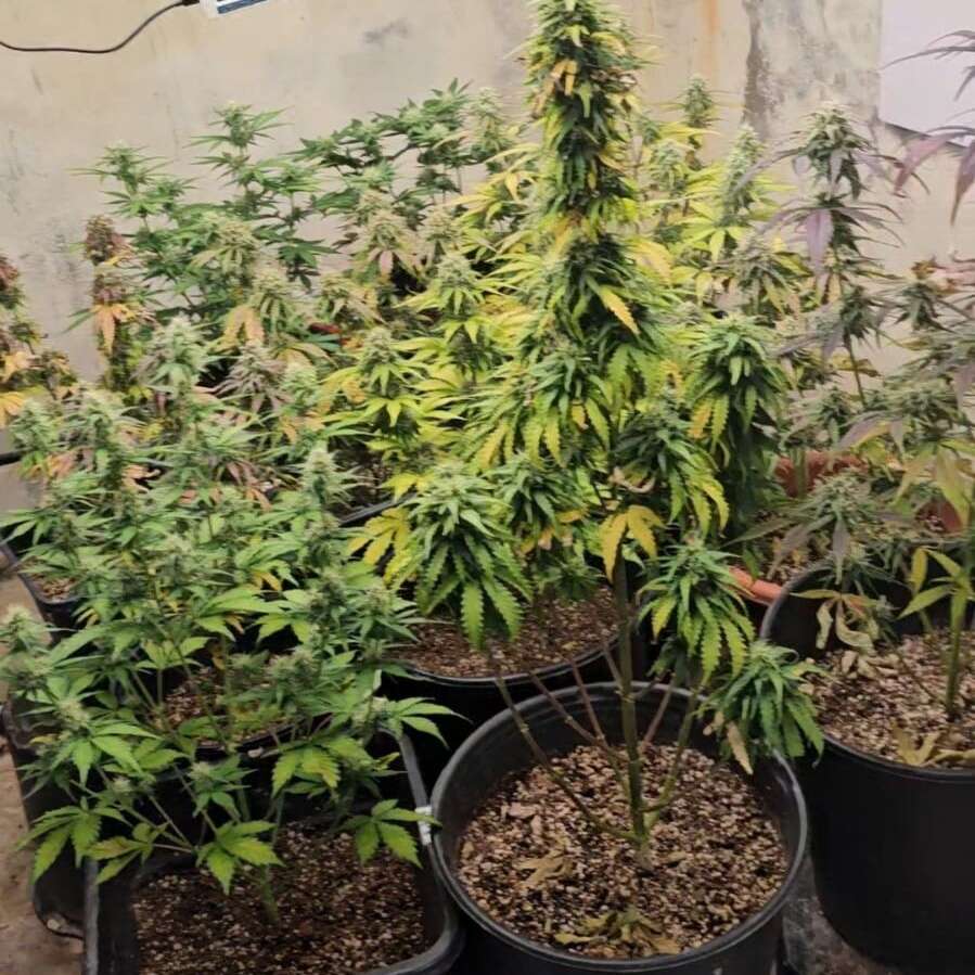 Ocupan invernadero de marihuana en Caguas