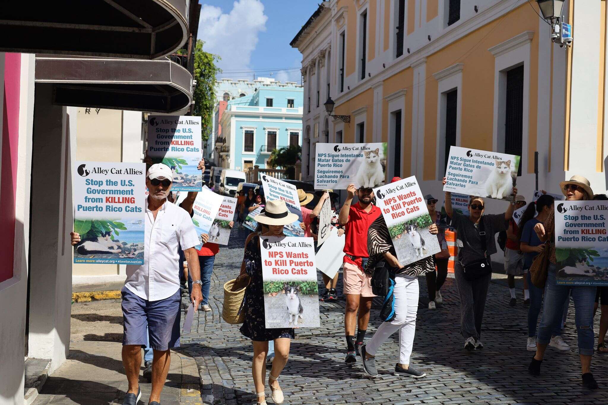 Defensores de gatos realengos en el Viejo San Juan insisten en que no es necesario matarlos