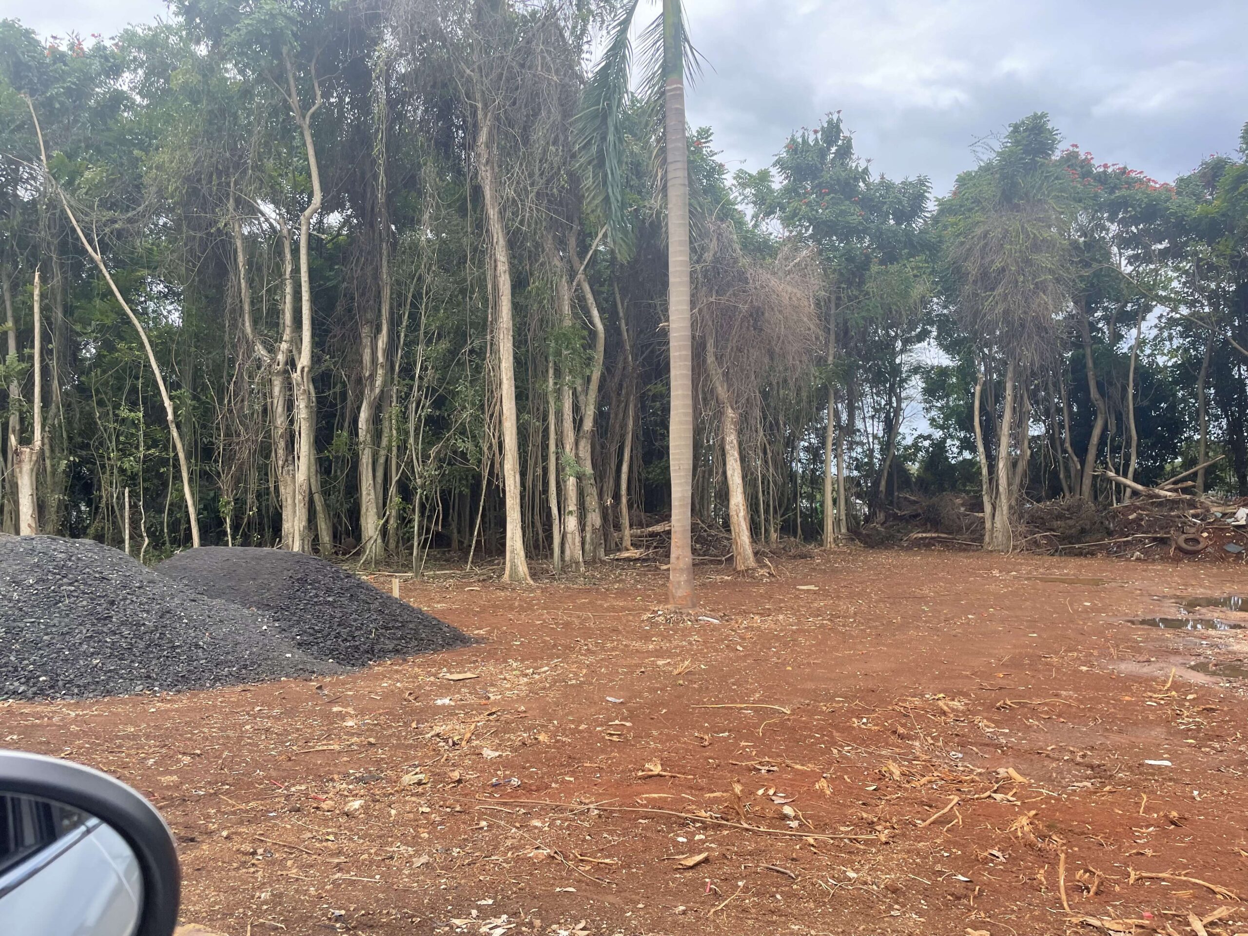 Comerciantes de Vega Baja denuncian tala de árboles y construcción ilegal en un predio municipal