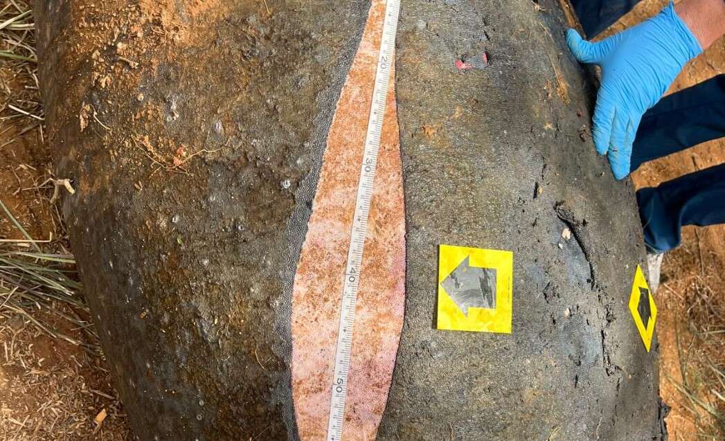 Encuentran manatí hembra sin vida en Cabo Rojo