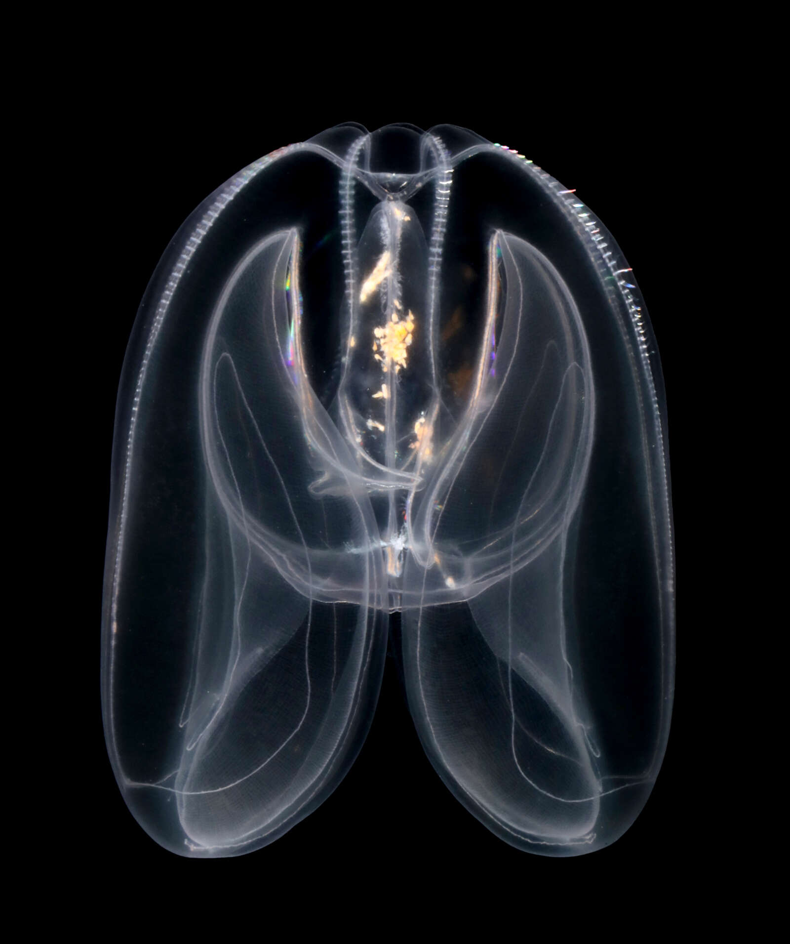 Las medusas peine revelan el origen primitivo de la regulación genómica de los animales