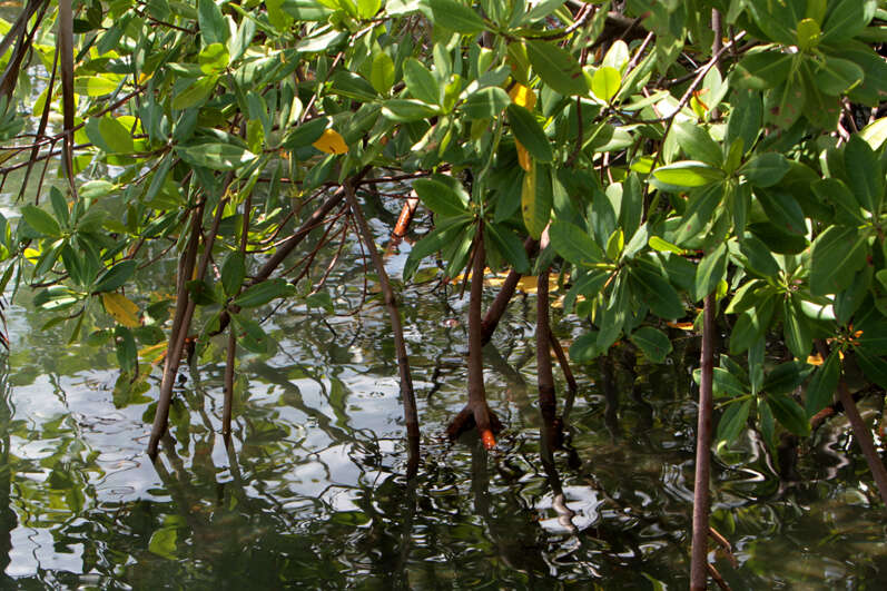 Denuncian intento de legalizar violaciones de ley en La Parguera