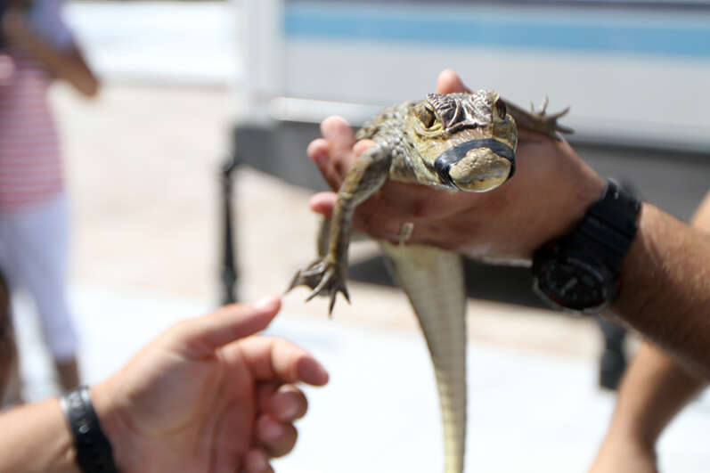 DRNA denuncia ciudadano golpea mortalmente a un caimán en Manatí