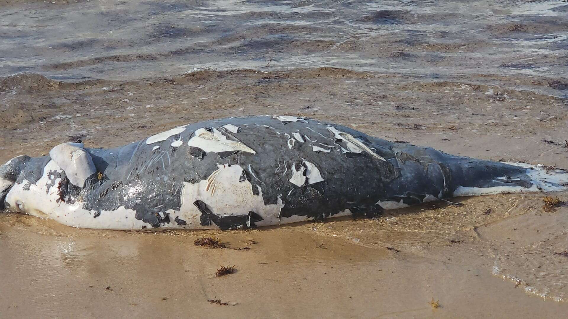 Aparece un manatí muerto en playa de Vega Alta