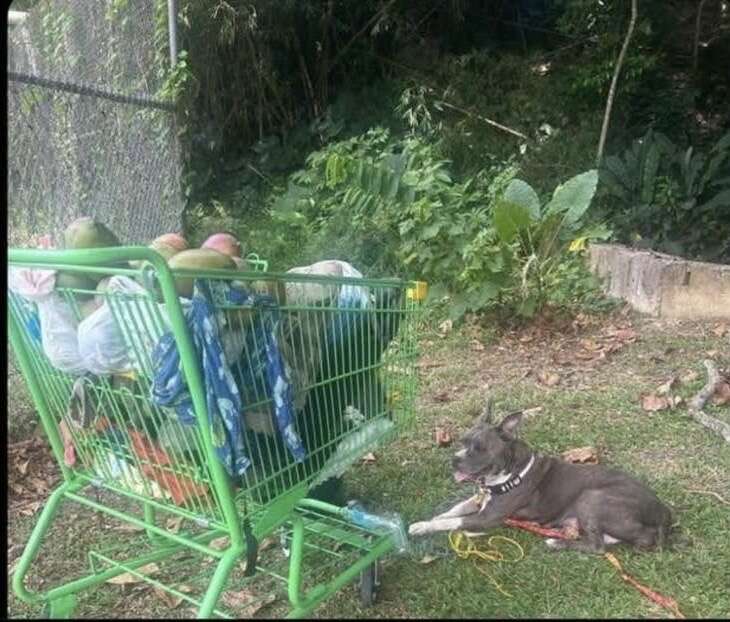 Abogado denuncia que ICE abandonó un perro tras arrestar a su dueño en Bayamón