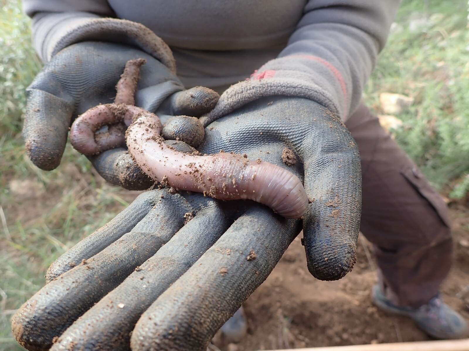 Estudio revela un mecanismo evolutivo de las lombrices de tierra que desafiaría a Darwin
