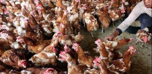 Se tumban 650 gallinas de finca en Camuy