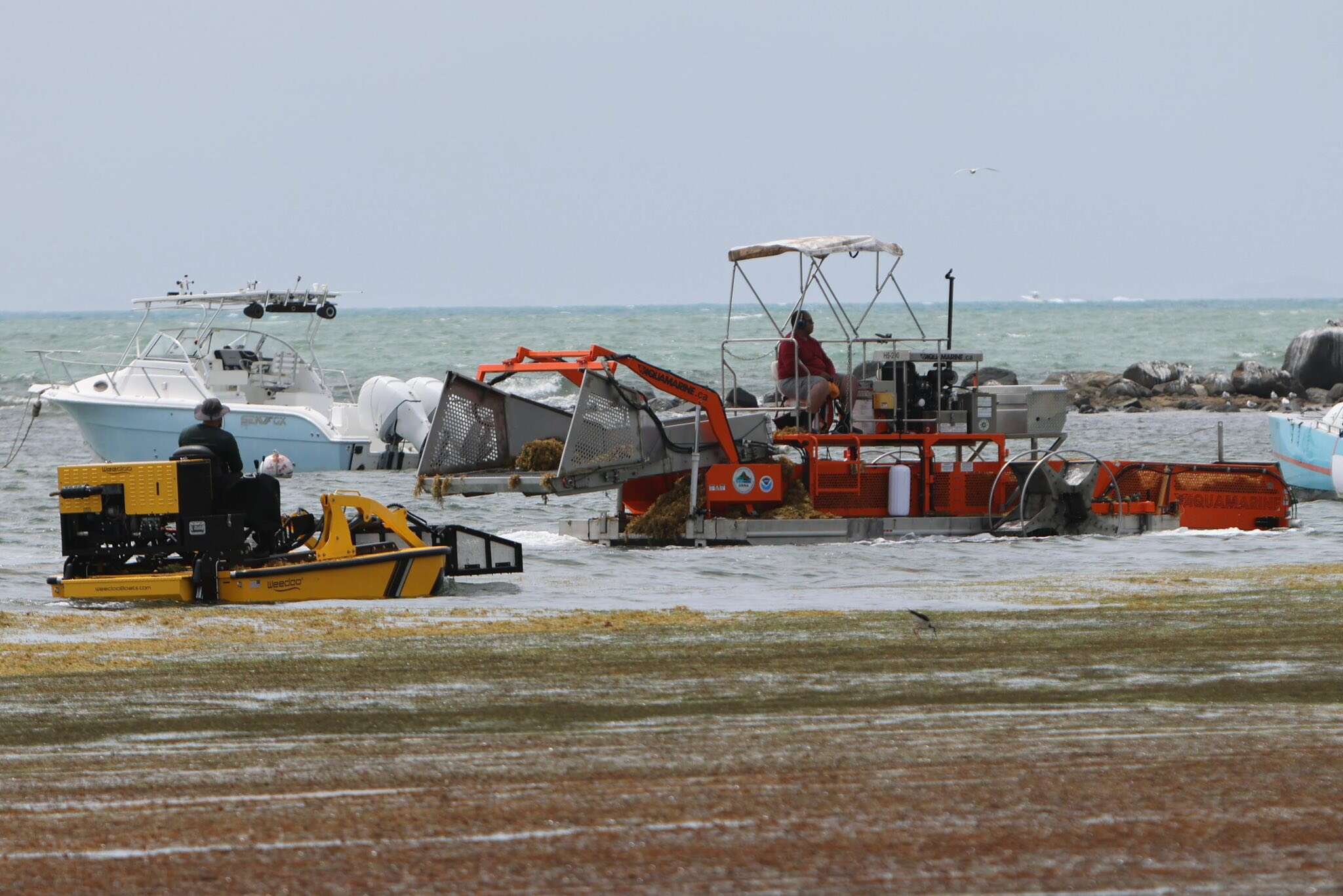 Realizan un segundo impacto de remoción de sargazo en Las Croabas