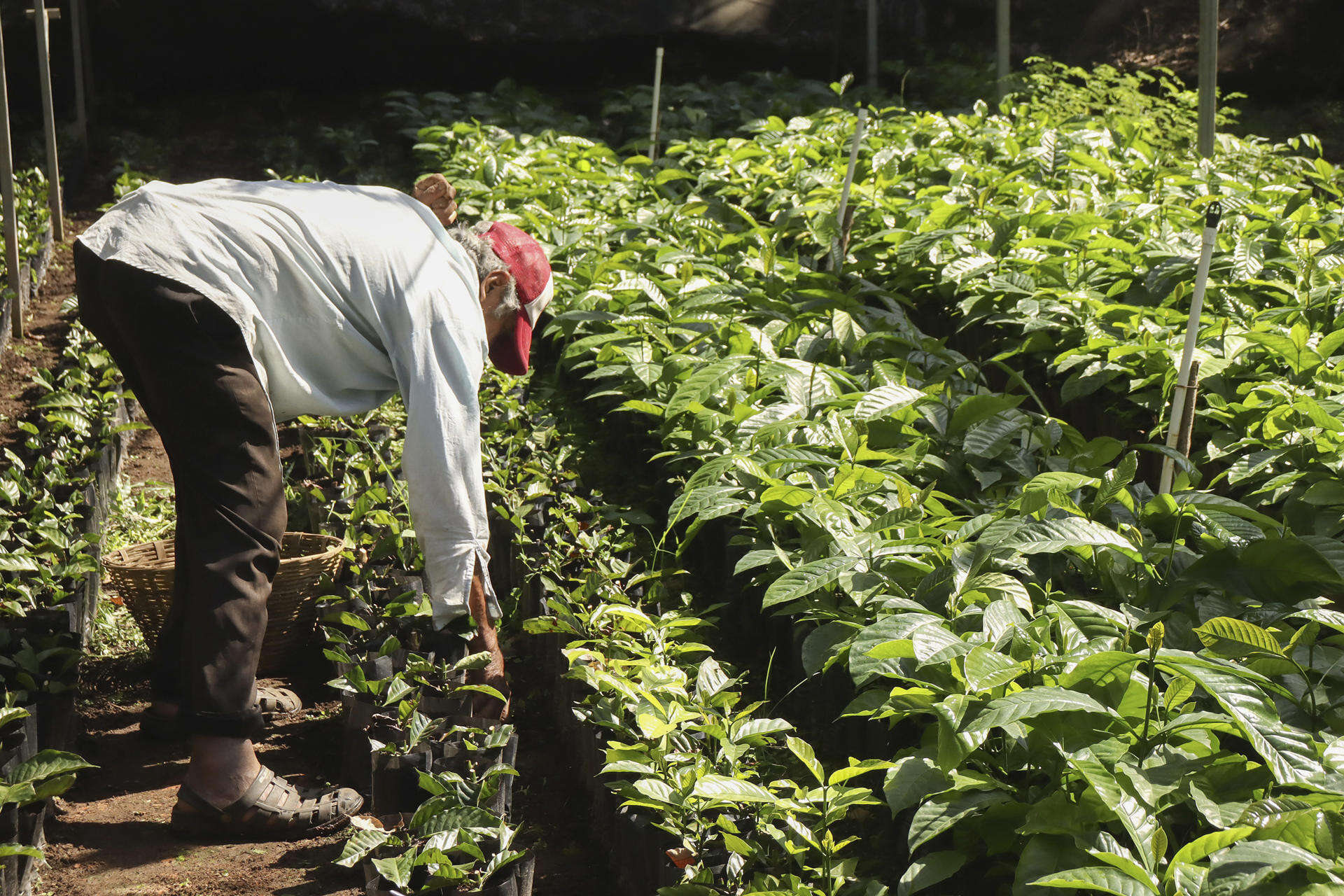 Aranceles amenazan al café latinoamericano con precios récords
