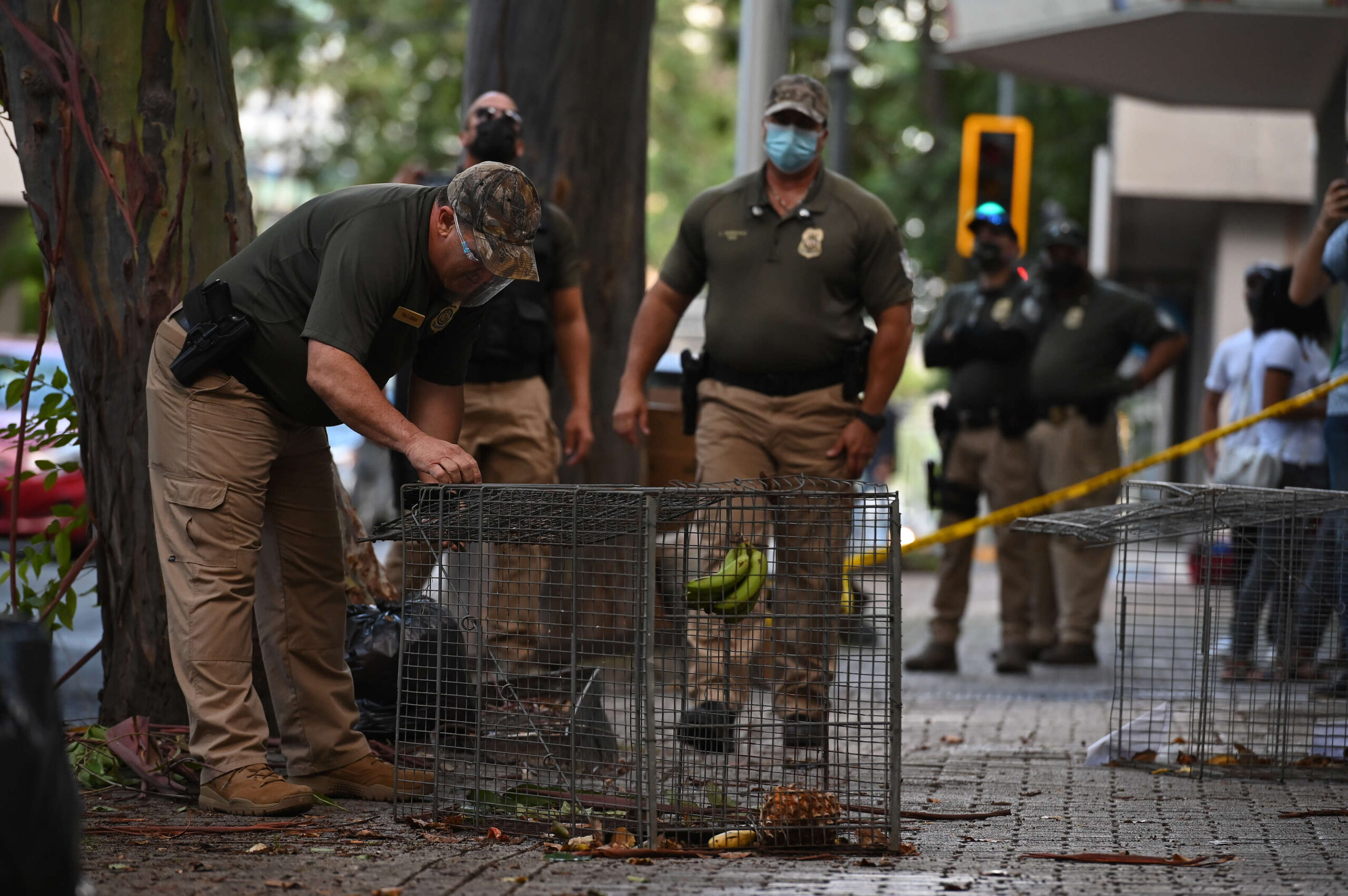 Cuerpo de Vigilantes se prepara para otro ‘Green Flu’ el 25 de julio