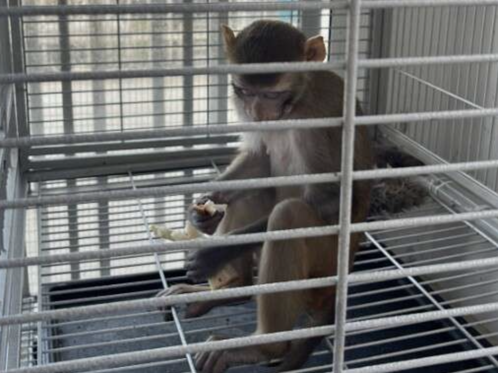 Capturan mono rhesus en una residencia en Canóvanas