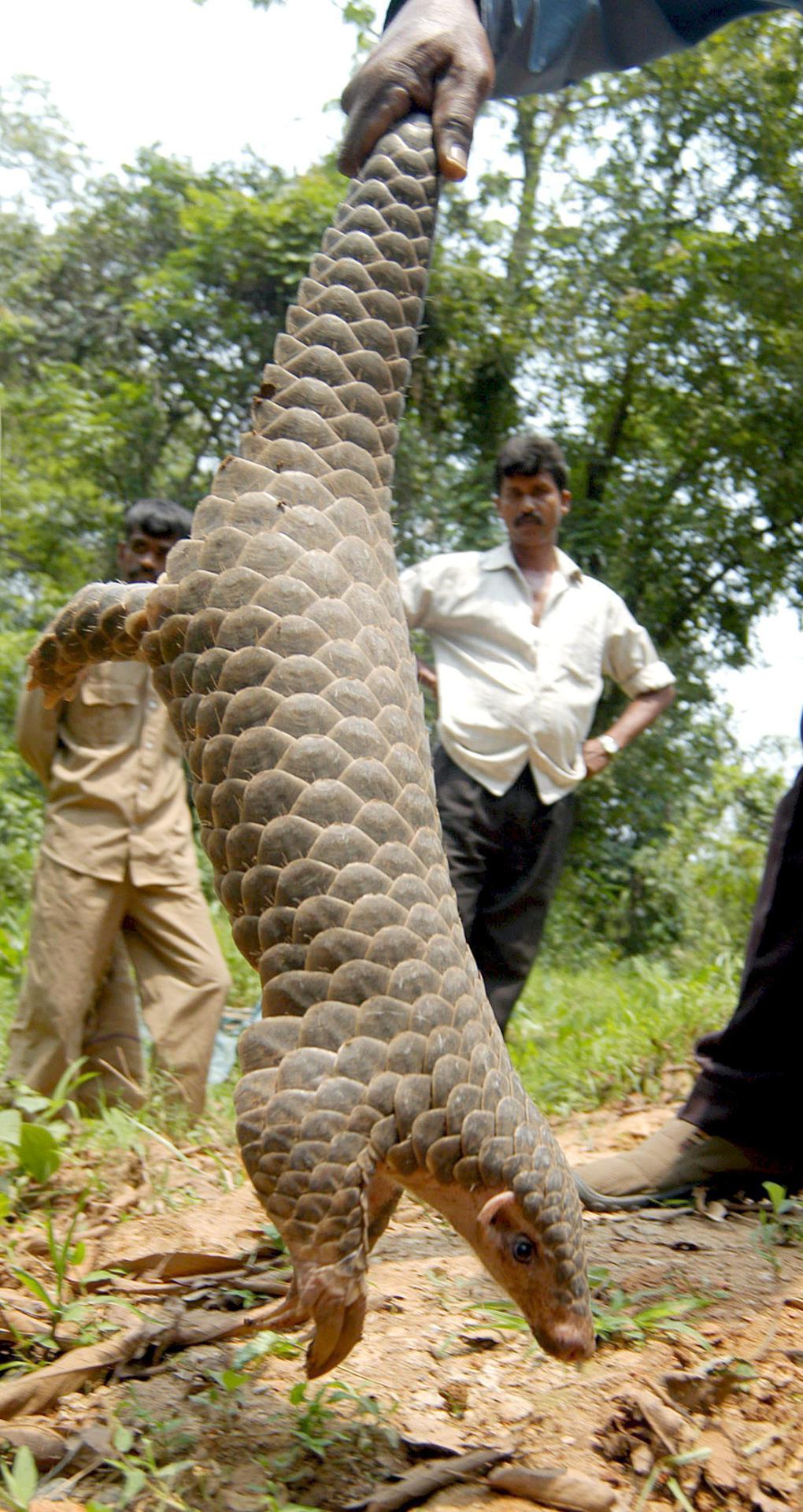 El pangolín, que ganó notoriedad durante la pandemia, está en alto riesgo de extinción