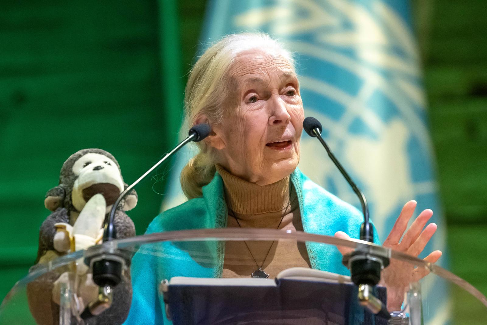 Muere Jane Goodall, que dedicó su vida al estudio de los chimpancés
