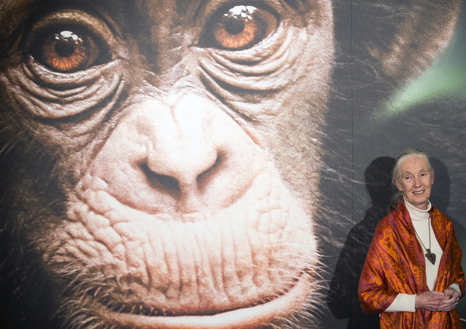 El día que Jane Goodall vio a un chimpancé usar una herramienta y desafió la singularidad humana