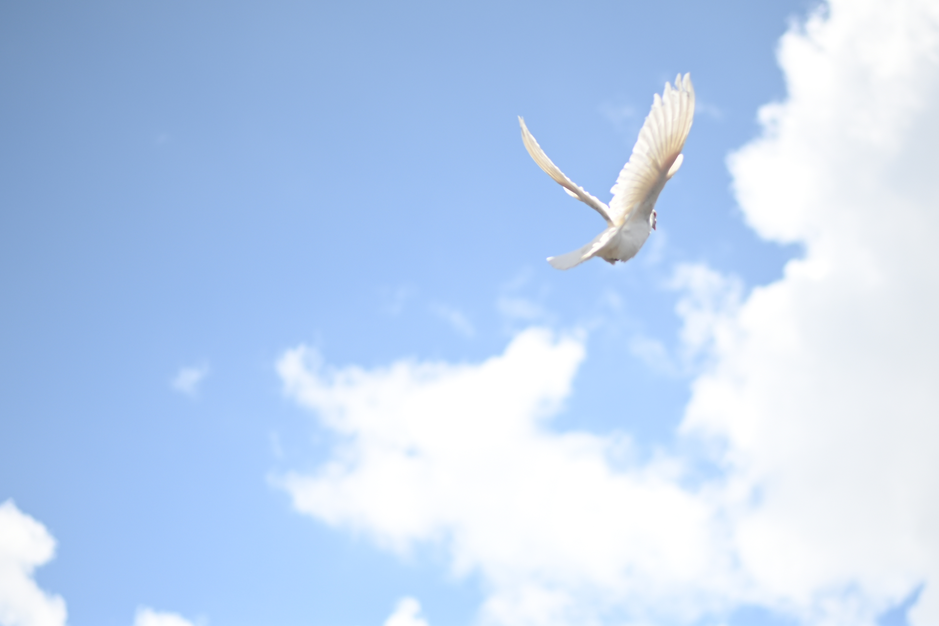 Un vistazo a los deportistas que pasaron a la eternidad este año