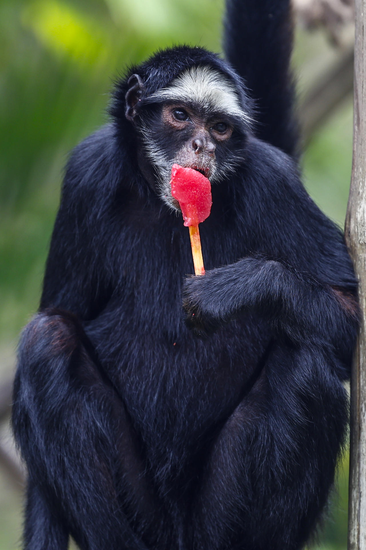Los animales del zoológico de Río de Janeiro reciben helados en un día con calor récord