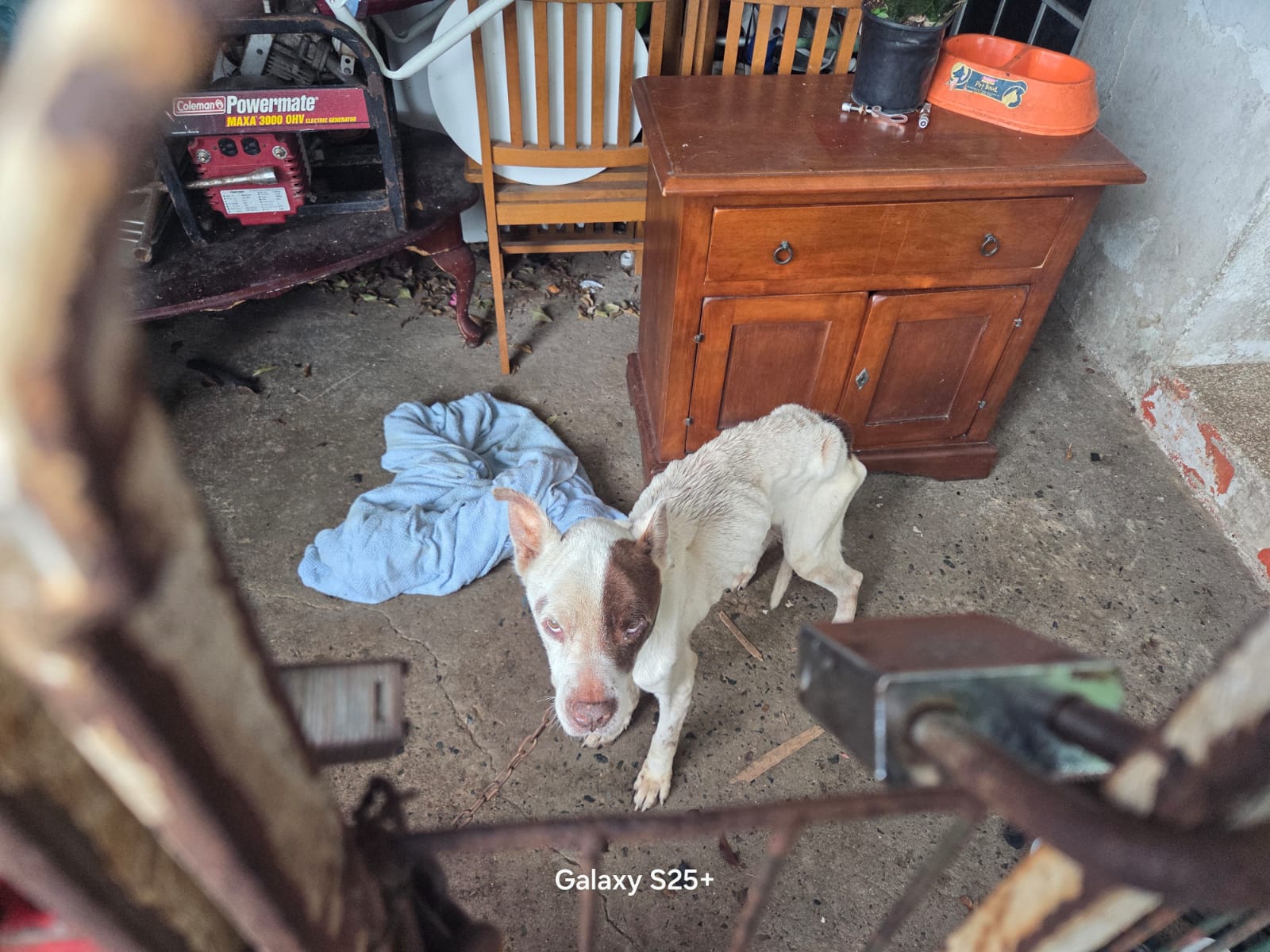 La Policía rescata 13 perros abandonados en una residencia de Bayamón