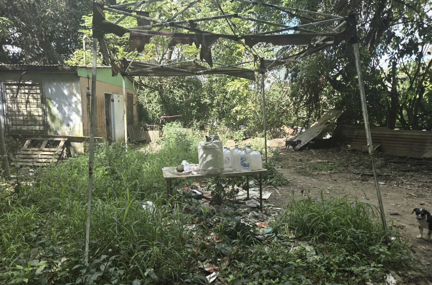 Hallan unos 45 perros en mal estado y Departamento de la Familia interviene por menor en Caguas