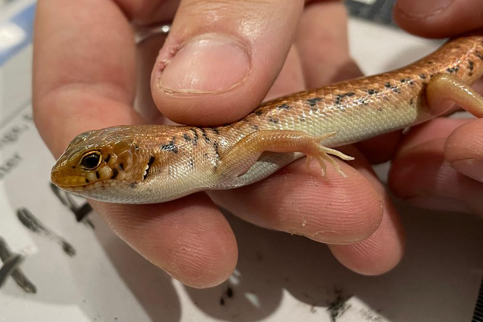 Condenado a ocho años australiano por traficar reptiles ocultos en bolsas de palomitas