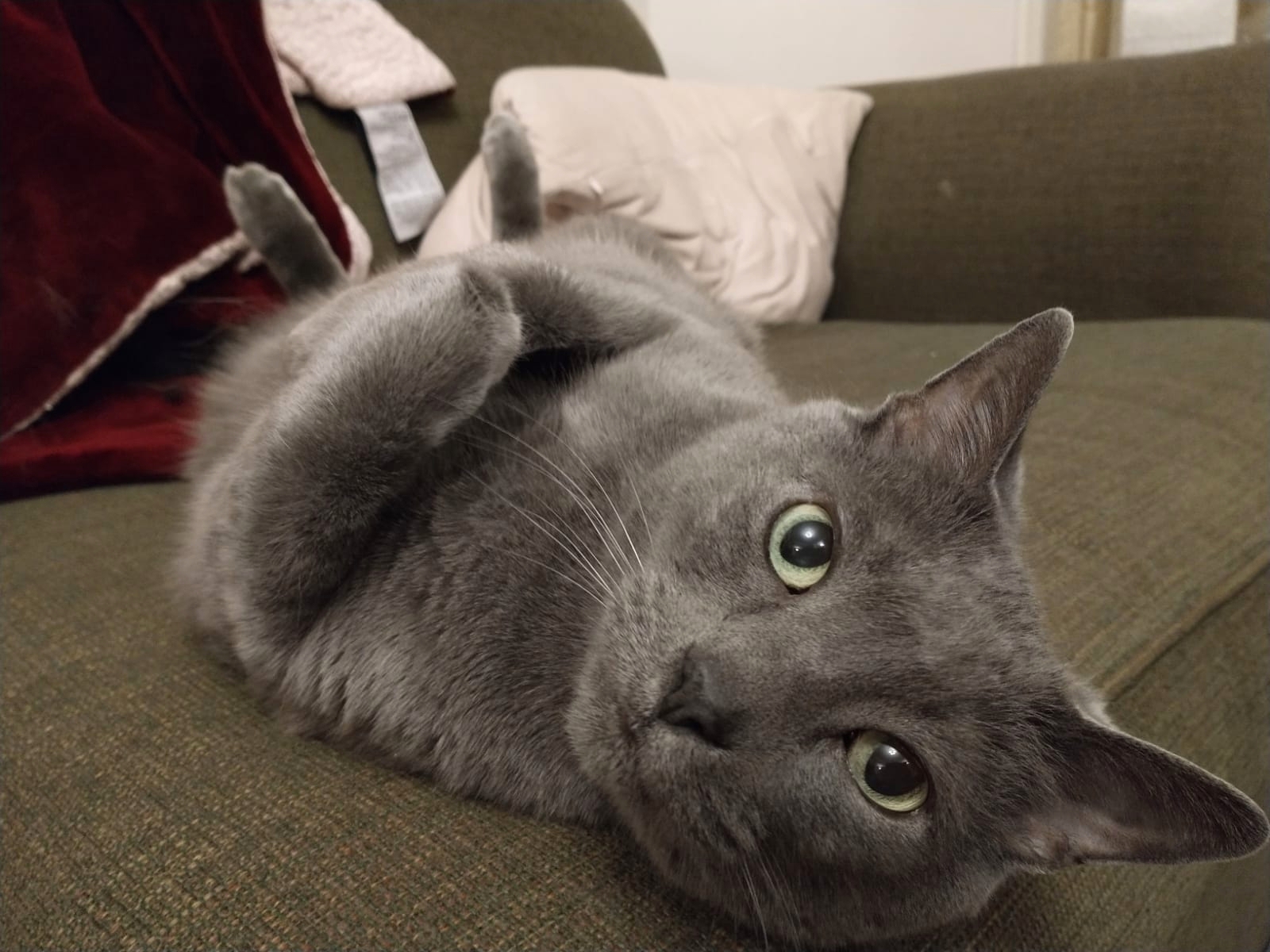 ¿Tienen los gatos domésticos las claves para entender el cáncer de mama humano?