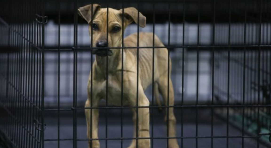 Proyecto impulsa la esterilización de mascotas y un nuevo registro de rescatistas