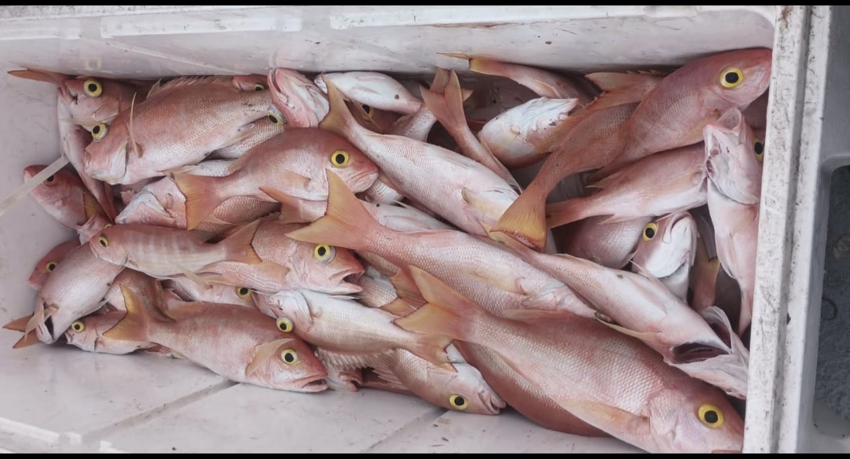 Pescadores llegan a acuerdo verbal con DRNA para poder pescar en lo que renuevan sus licencias