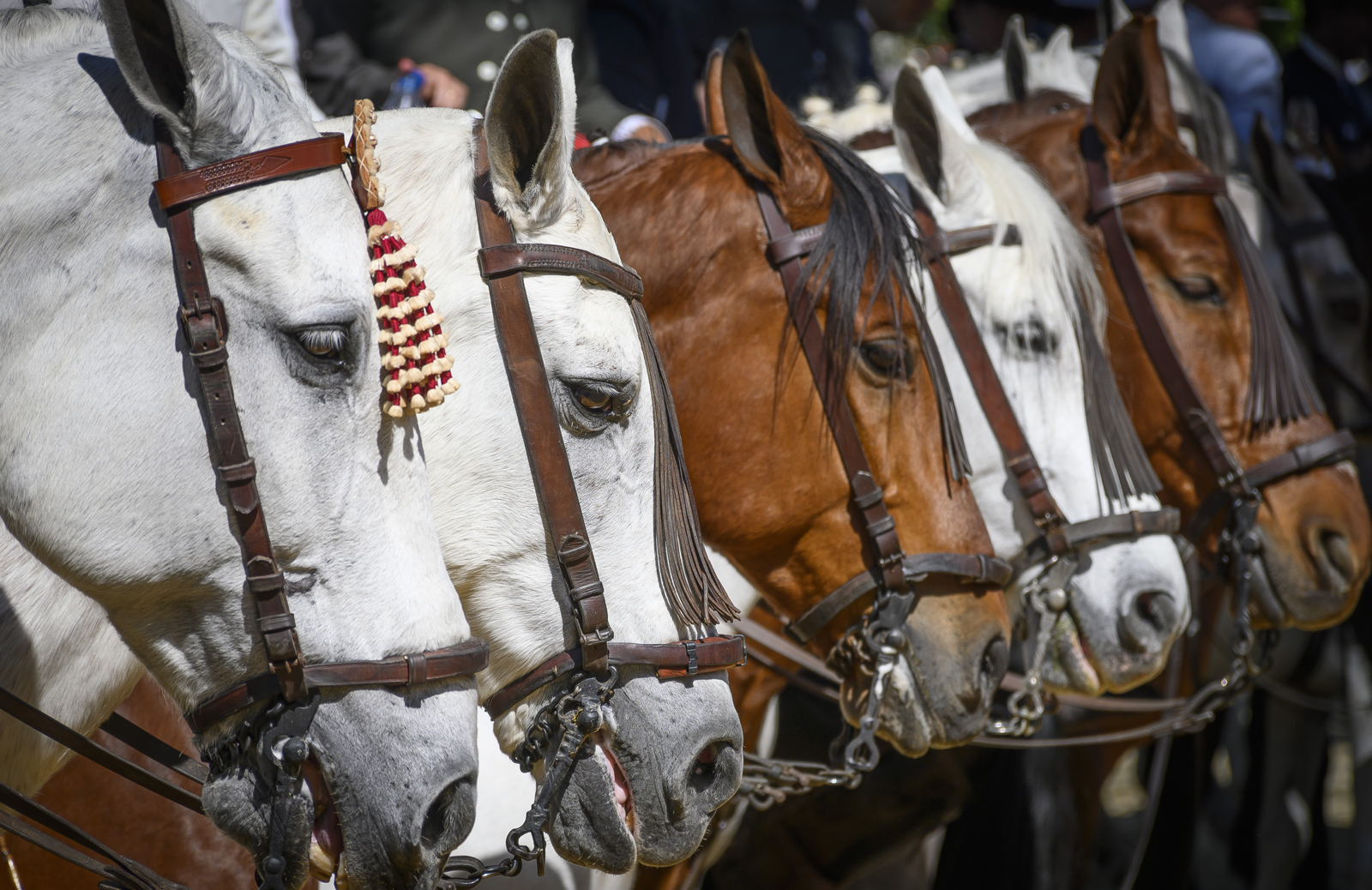 Descubren el secreto del relincho de los caballos: silban a la vez que ‘cantan’