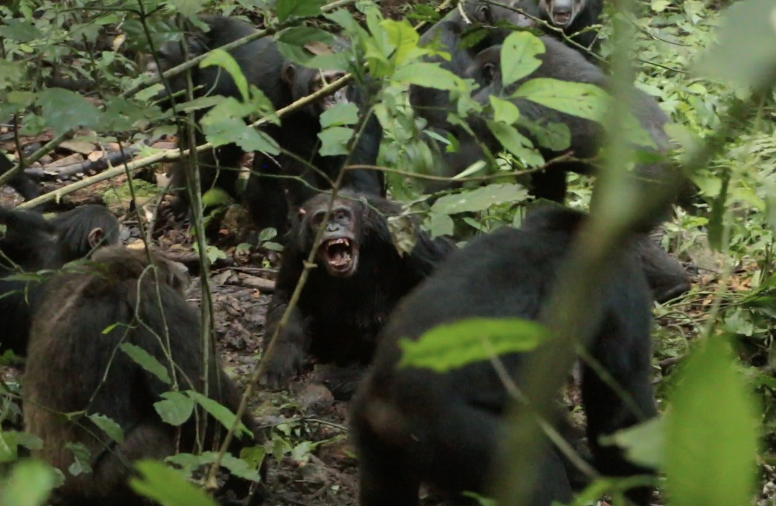 La mayor comunidad de chimpancés salvajes se divide y comienzan guerra entre ellos