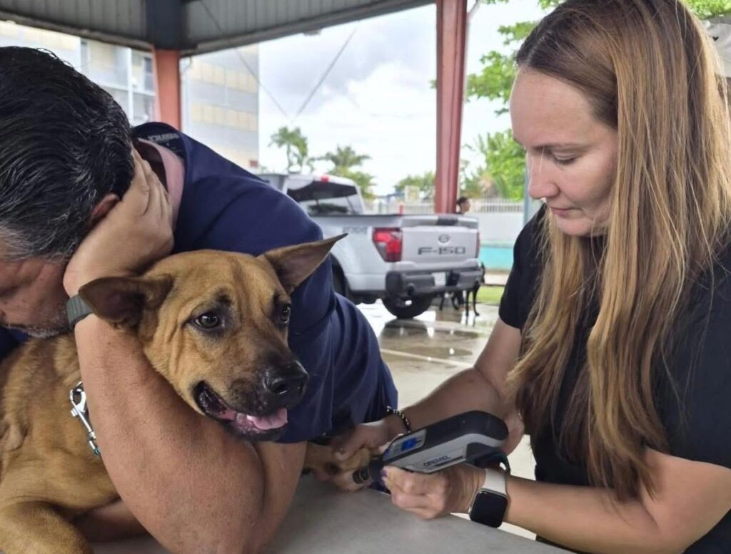 Cataño ofrecerá este sábado una feria a bajo costo de vacunación de perros y gatos