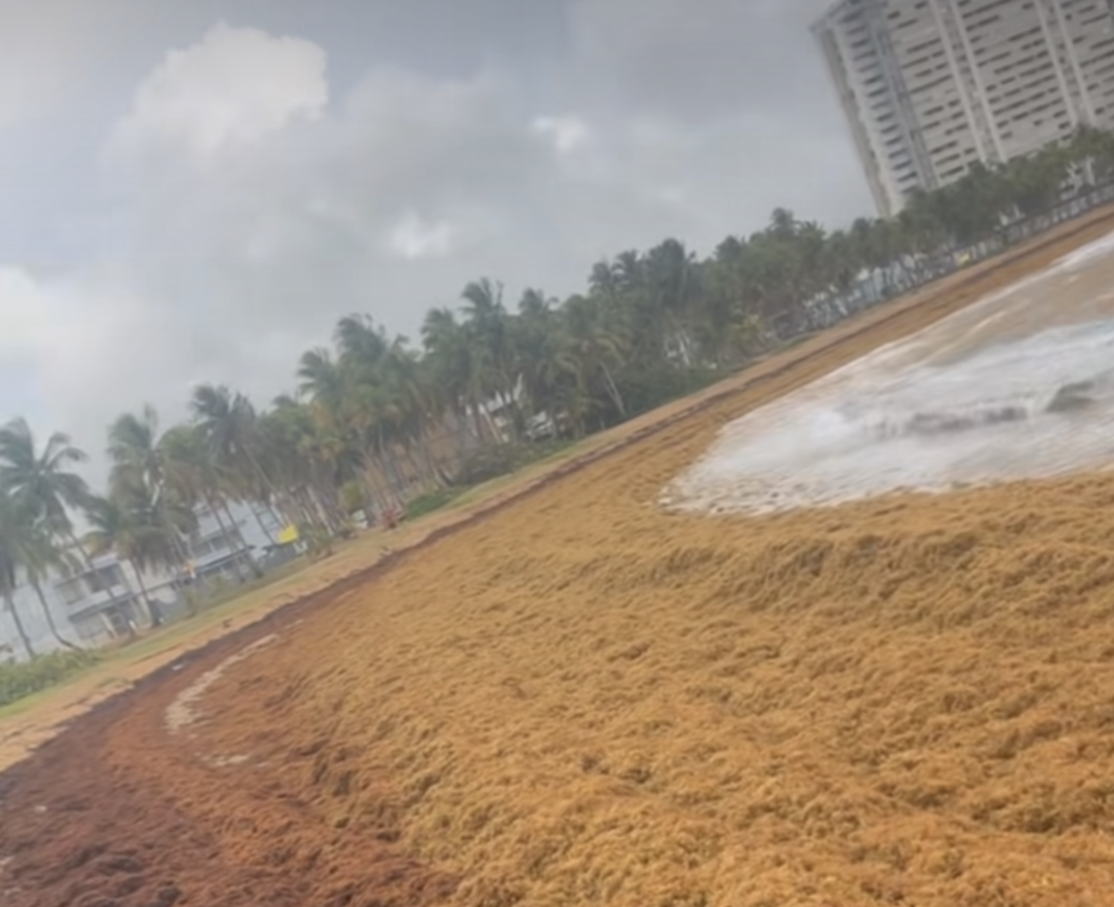 DRNA comienza proceso de remoción de sargazo en Fajardo