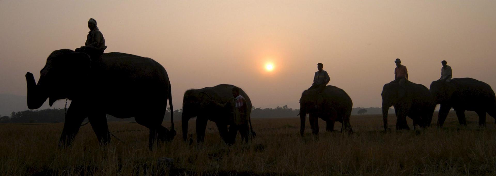 Turista muere aplastada por un elefante