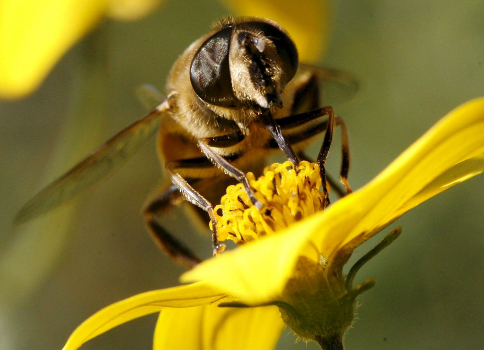 En Suiza buscan enmendar la Constitución para proteger a las abejas