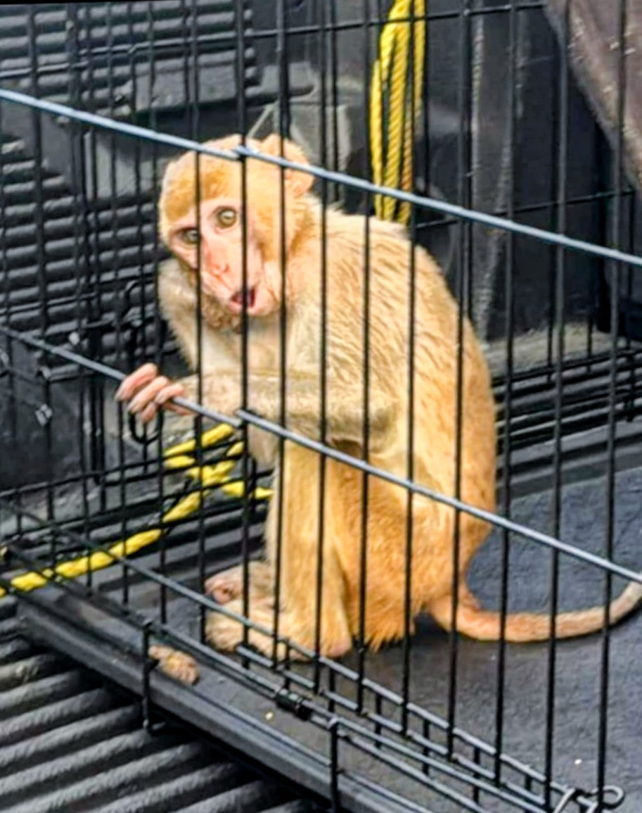 Arrestan hombre en Toa Alta por tener mono Rhesus en cautiverio