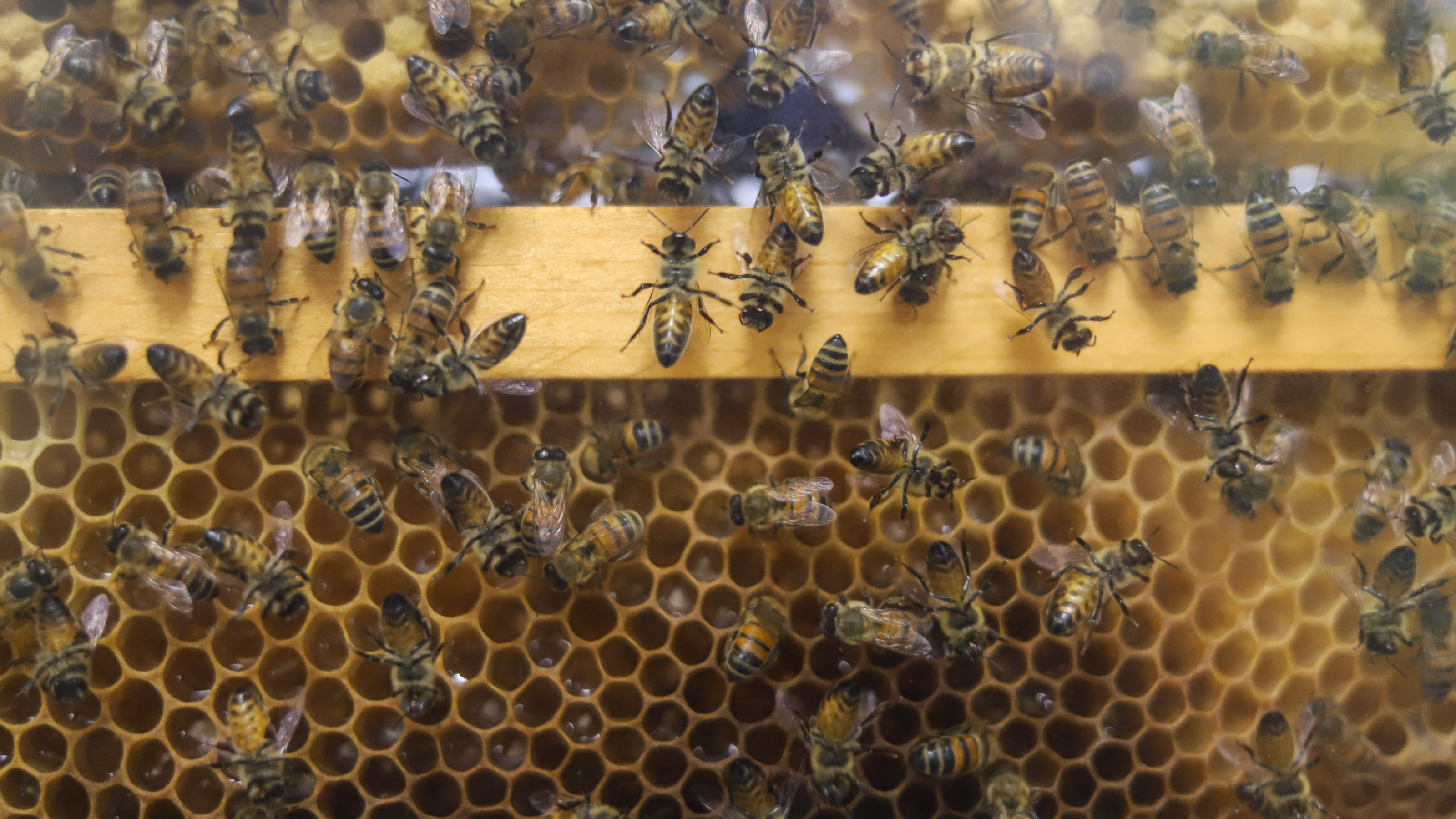 Hombre muere tras ser atacado por enjambre de abejas