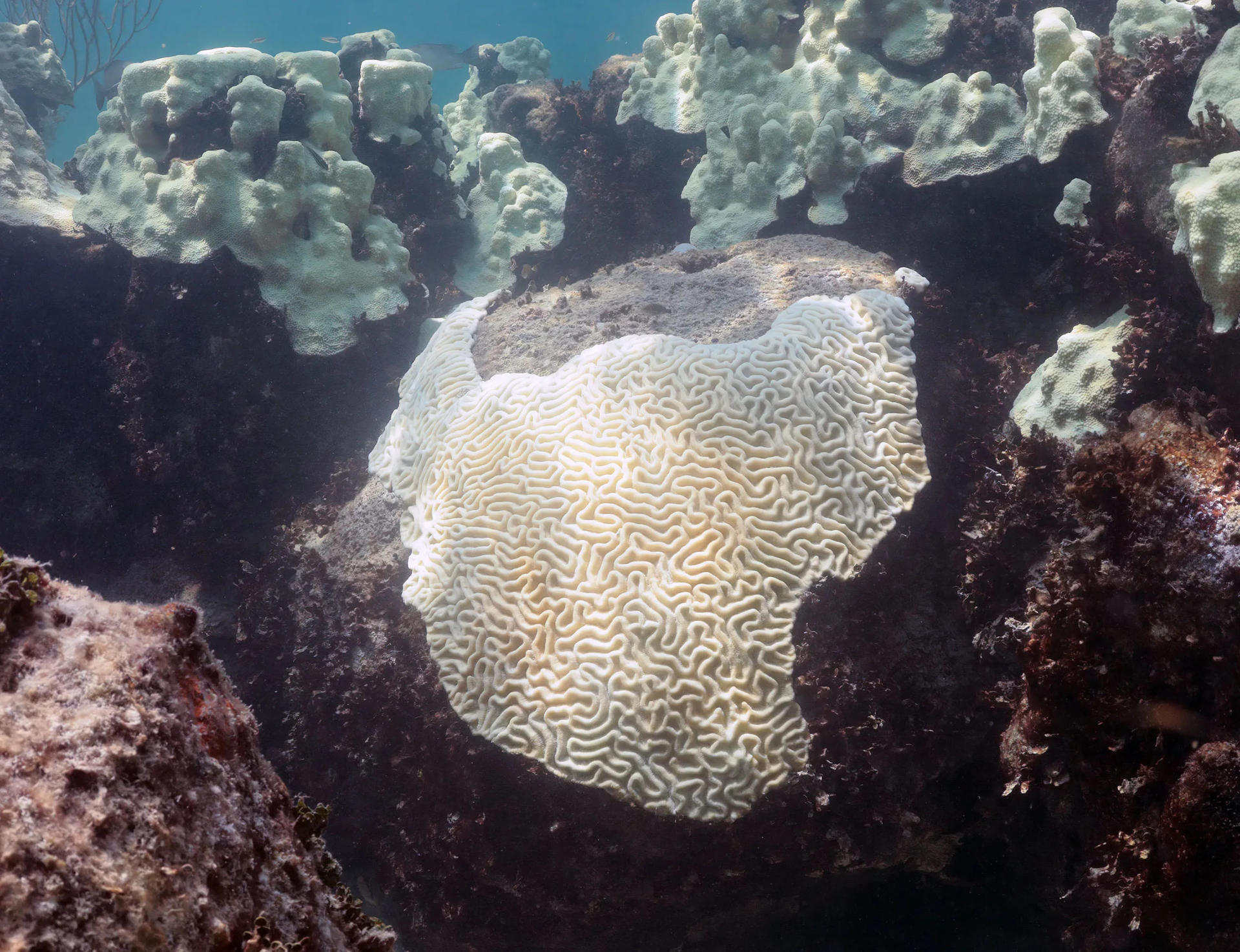 EE.UU. alerta que el fenómeno de ‘El Niño’ podría provocar el blanqueamiento global de los corales